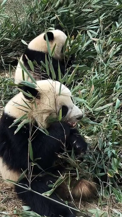 The daily life of pandas 🐼(50)   #Panda #Lovely