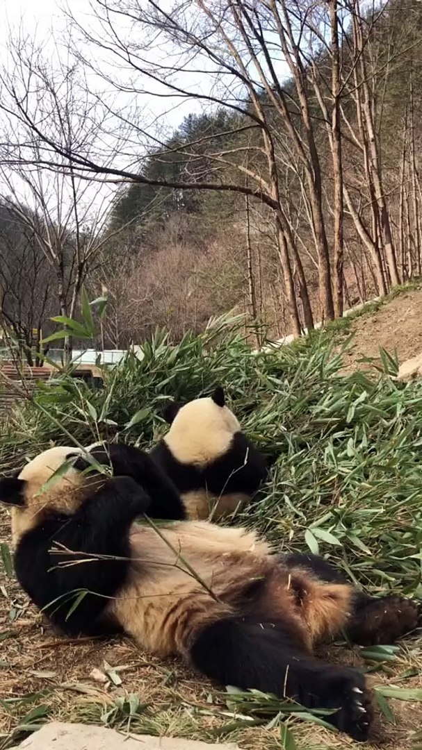 ⁣The daily life of pandas 🐼(51)   #Panda #Lovely