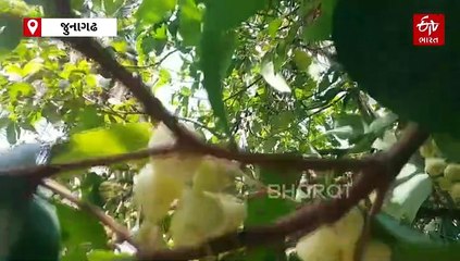 સૌરાષ્ટ્રમાં જોવા મળતું ફળ એટલે લવ એપલ, જુઓ કેવા છે તેના ફાયદા