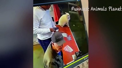 Funny dogs and cats vedio