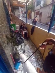Vídeo mostra reencontro emocionante entre menino autista e cachorro desaparecido