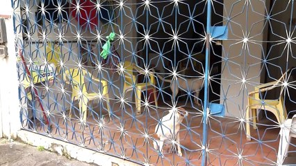 Cão é agredido com chutes no bairro do Curió em belém