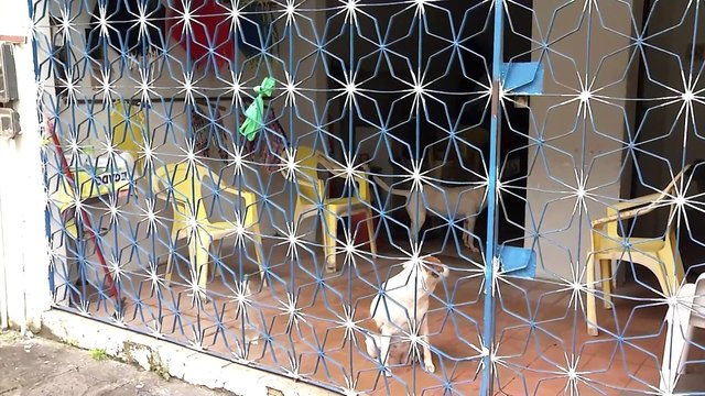 Cão é agredido com chutes no bairro do Curió em belém