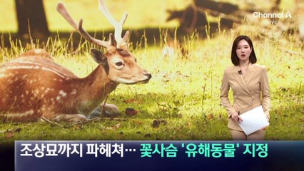 조상묘까지 파헤쳐…꽃사슴 ‘유해야생동물’ 지정