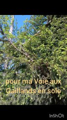 seul aux Gaillands Chamonix escalade