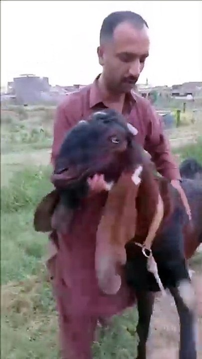 Beautiful Animals