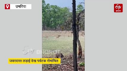 2 चीतल के बीच वर्चस्व की लड़ाई, भगा-भगा कर मारा, सुर्खियां बटोर रहा वीडियो