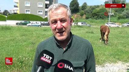 Aydın'da mahalle sakinleri başıboş köpeklerden tedirgin