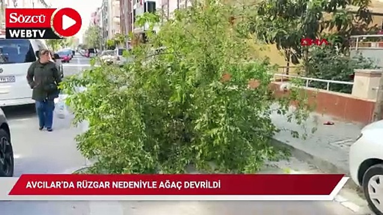 Avcılar’da rüzgar nedeniyle ağaç devrildi