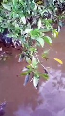 Vazamento de óleo em Belém