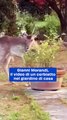Gianni Morandi, il video di un cerbiatto nel giardino di casa