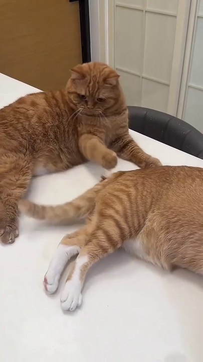 Funny cats video |  funny cats moment.