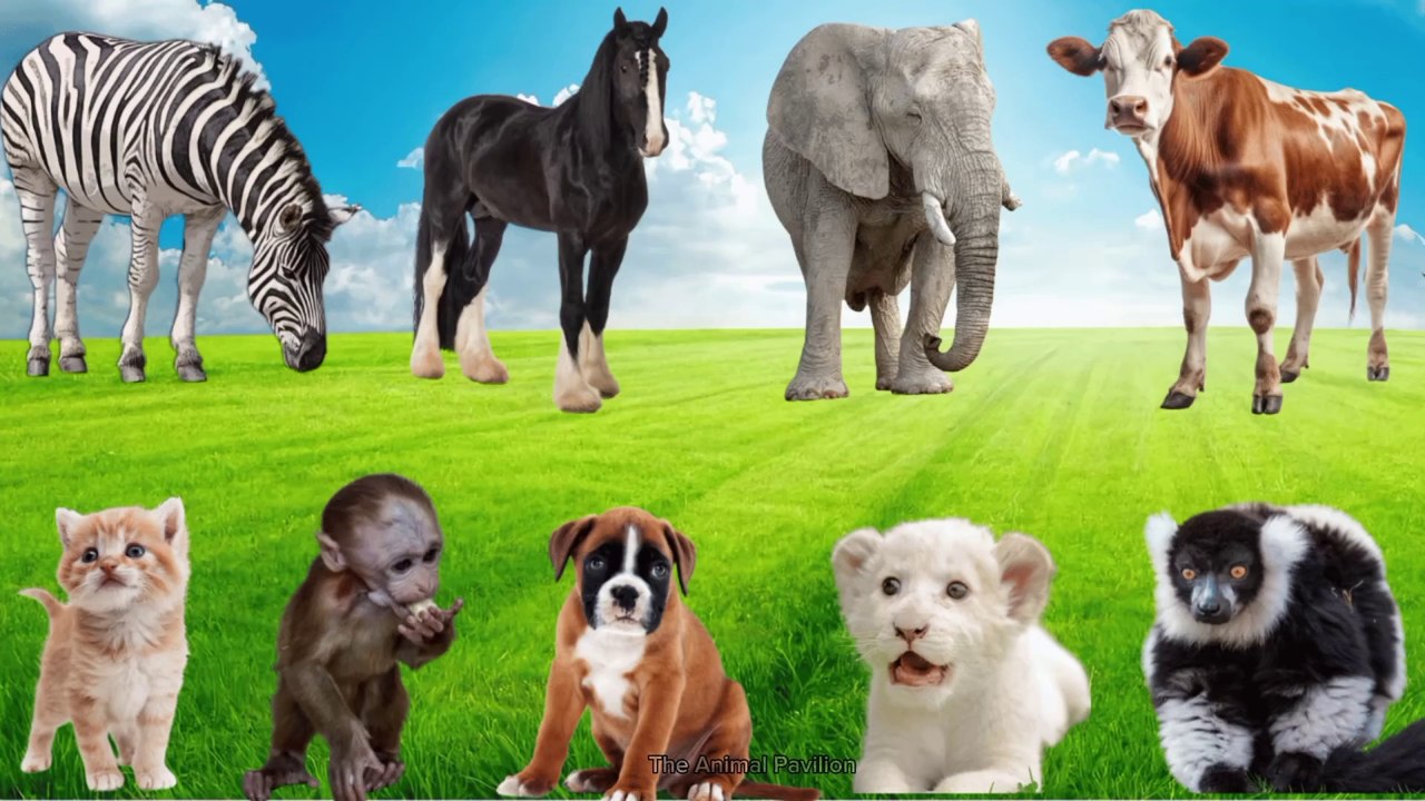 Lively Farm Animal Sounds: Sheep, Dog, Chicken, Duck, Cat, Cow, Goat, Rabbit, Ostrich And Elephant🐘