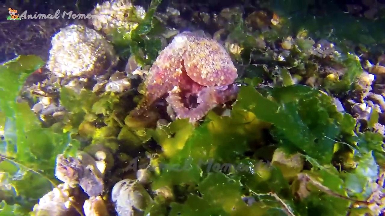 Cute little animals_ cat_ duck_ dog_ rabbit_ chicken - Animal moments