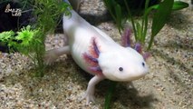 Race Against Extinction: Scientists Struggle to Save Mexico’s Last Wild Axolotls