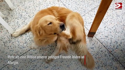 Auch Hunde leiden unter Heuschnupfen