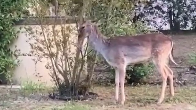 Gianni Morandi e il video del cerbiatto nel suo giardino di casa: «Un ospite inaspettato»