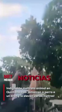 Un escalofriante caso de maltrato animal ha conmocionado a Quintana Roo. Individuos ataron a un perro a un dron y lo elevaron varios metros en el aire, exponiéndolo a un sufrimiento innecesario. Las autoridades ya investigan este cruel acto.