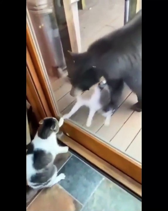 How would cats react to polar bears