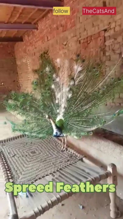 Peacock Spreading Feathers | Nature Beauty | #foryou #peacock #feathers