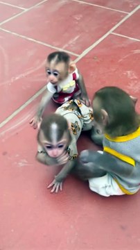 Three Adorable Baby Monkeys Smiling and Playing! 🐒❤️ Cuteness Overload