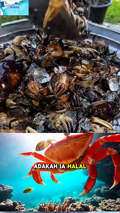 Perdebatan Tentang Status Halal Kepiting