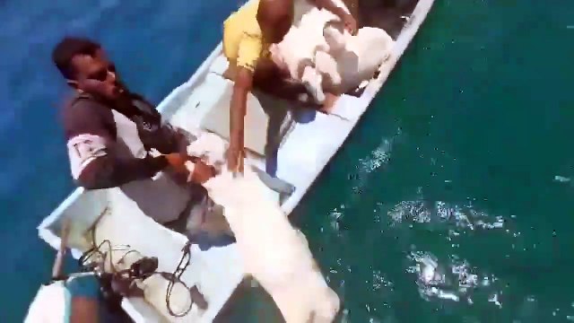 La pêche aux moutons...