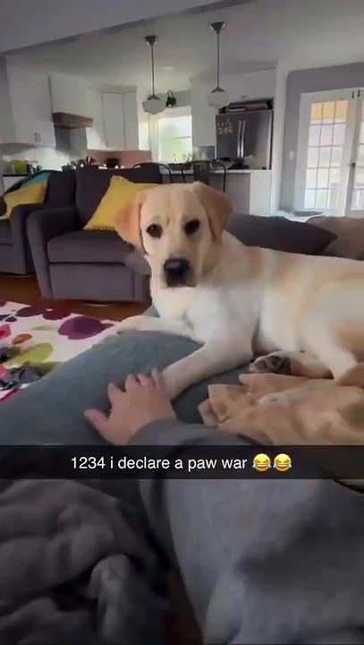 From curiosity to total amazement: this little dog's face says it all 😆.