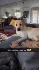 From curiosity to total amazement: this little dog's face says it all 😆.