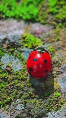 All video about birds life and hunting birds etc