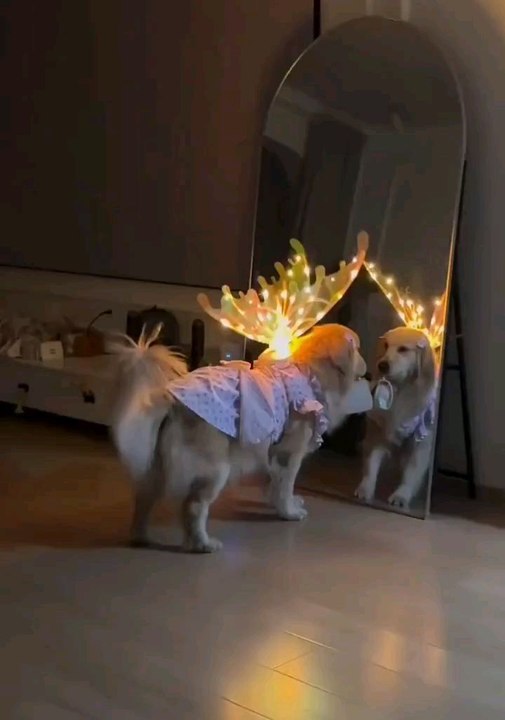 #dogfly #butterandlove #sn2sg #beautiful #sunnight  #animalstyle #sunnightmusic #dogstyle #sunnightpop #art #wings #butterfly #idea #dog #pet #lovely #cute #selflove #selfcare #design #lovedogs #fairystyle #light #angeldog #angel