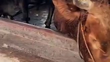 🐂 sapiindinesia