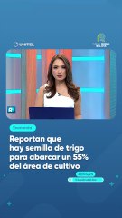 Reportan que hay semilla de trigo para abarcar un 55% del área de cultivo