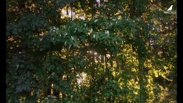 O Pardal na Chaminé | movie | 2024 | Official Trailer