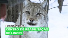 Heróis Verdes: Centro de resgate e reabilitação de linces
