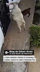 Câmeras de segurança flagram 'Gangue de cabras' roubando pães no CE