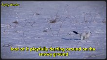 Tiny Snow Hunter: Ermine Outsmarts Fox in the Cutest Chase!