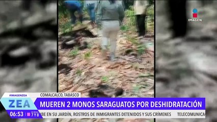Mueren 2 monos saraguatos por deshidratación en Comalcalco, Tabasco