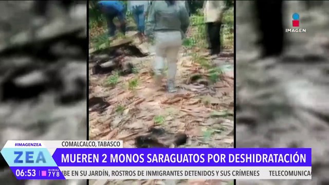 Mueren 2 monos saraguatos por deshidratación en Comalcalco, Tabasco