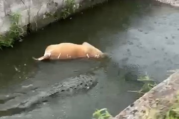 Cocodrilo arrastra y devora a un perro en un canal de Madero