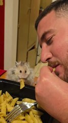 Cute Hamster Enjoys Dinner With His Humans