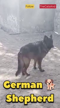German Shepherd Dog Breed | German Shepherd Dog Breed Near Me | #foryou #dog #german