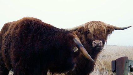 Majestic Highland Cows in the Wild | Nature at Its Best
