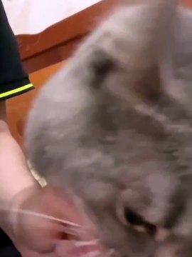 Animals Funny Compilation | Animals Funny Reactions | Animals Funny Moments | Satisfying Videos #fun #animal #pets #satisfyingvideos #giraffes #turtle #love #cute #beautiful #funny