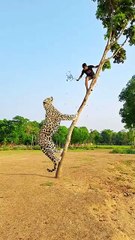 What Happens When Lions Attack Humans?