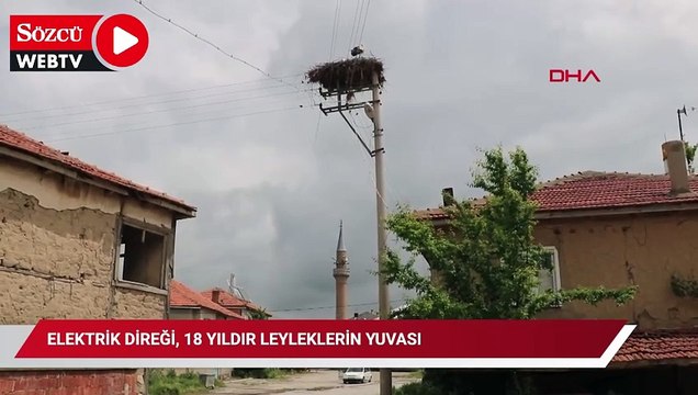 Elektrik direği, 18 yıldır leyleklerin yuvası