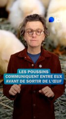 Le poussin connait l’arithmétique - Le monde merveilleux du vivant