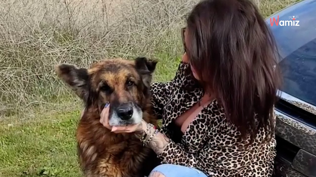 Die unglaubliche Geschichte von Dico: Der Hund, der nach 6 Jahren wiedergefunden wird