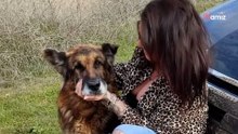 Die unglaubliche Geschichte von Dico: Der Hund, der nach 6 Jahren wiedergefunden wird