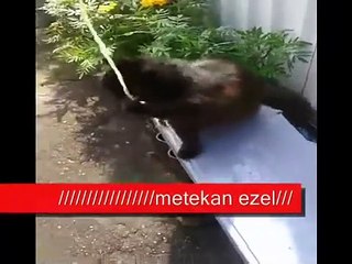 It's the cat's playtime😍 Offical Video